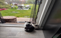 Mixed Breed cats for sale: Last baby girl available  - Image 3