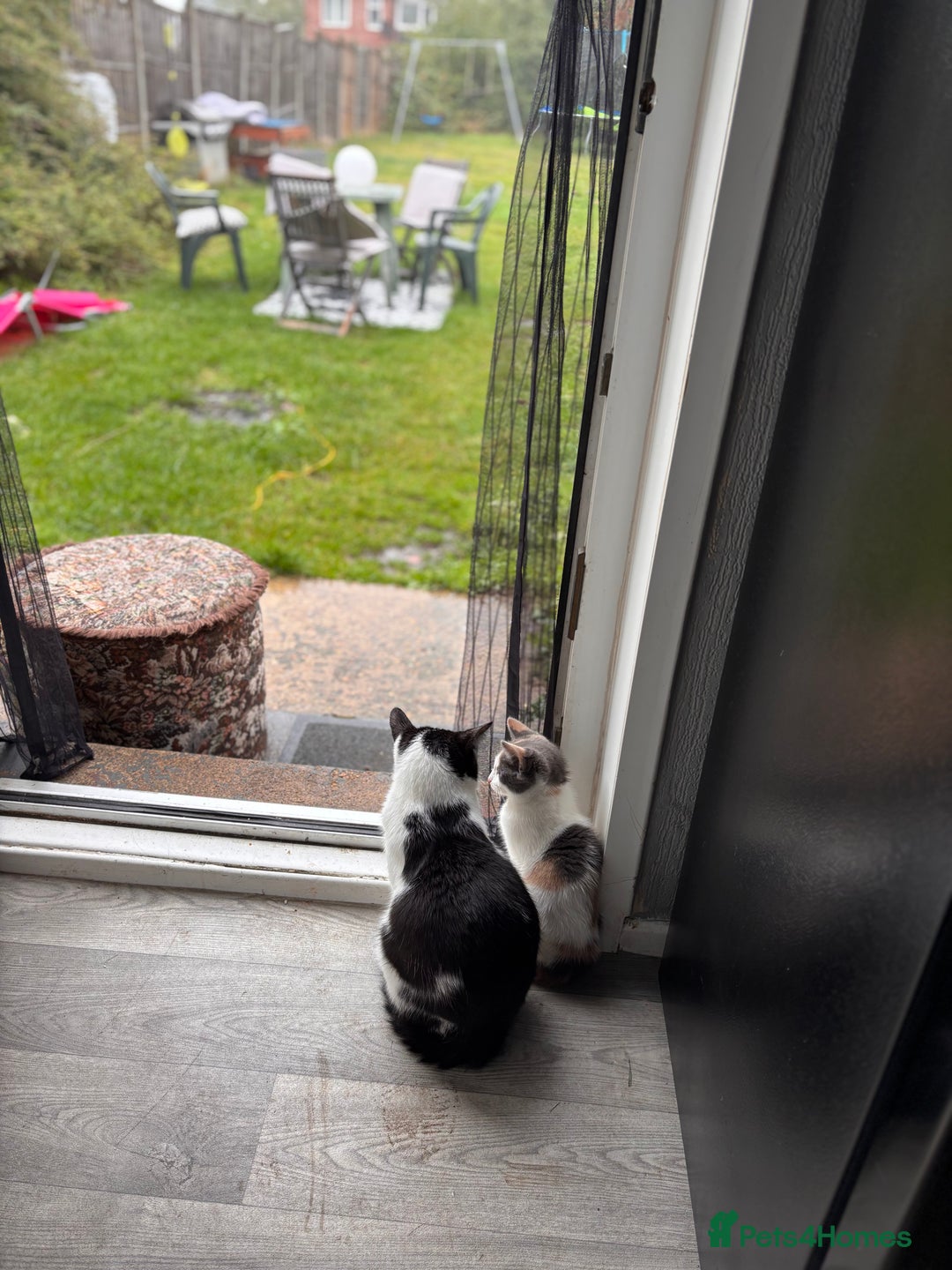 Mixed Breed cats for sale: Last baby girl available  - Image 3
