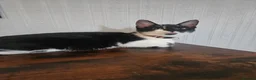 Mixed Breed cats for sale: Male cat 6 months - Advert 5