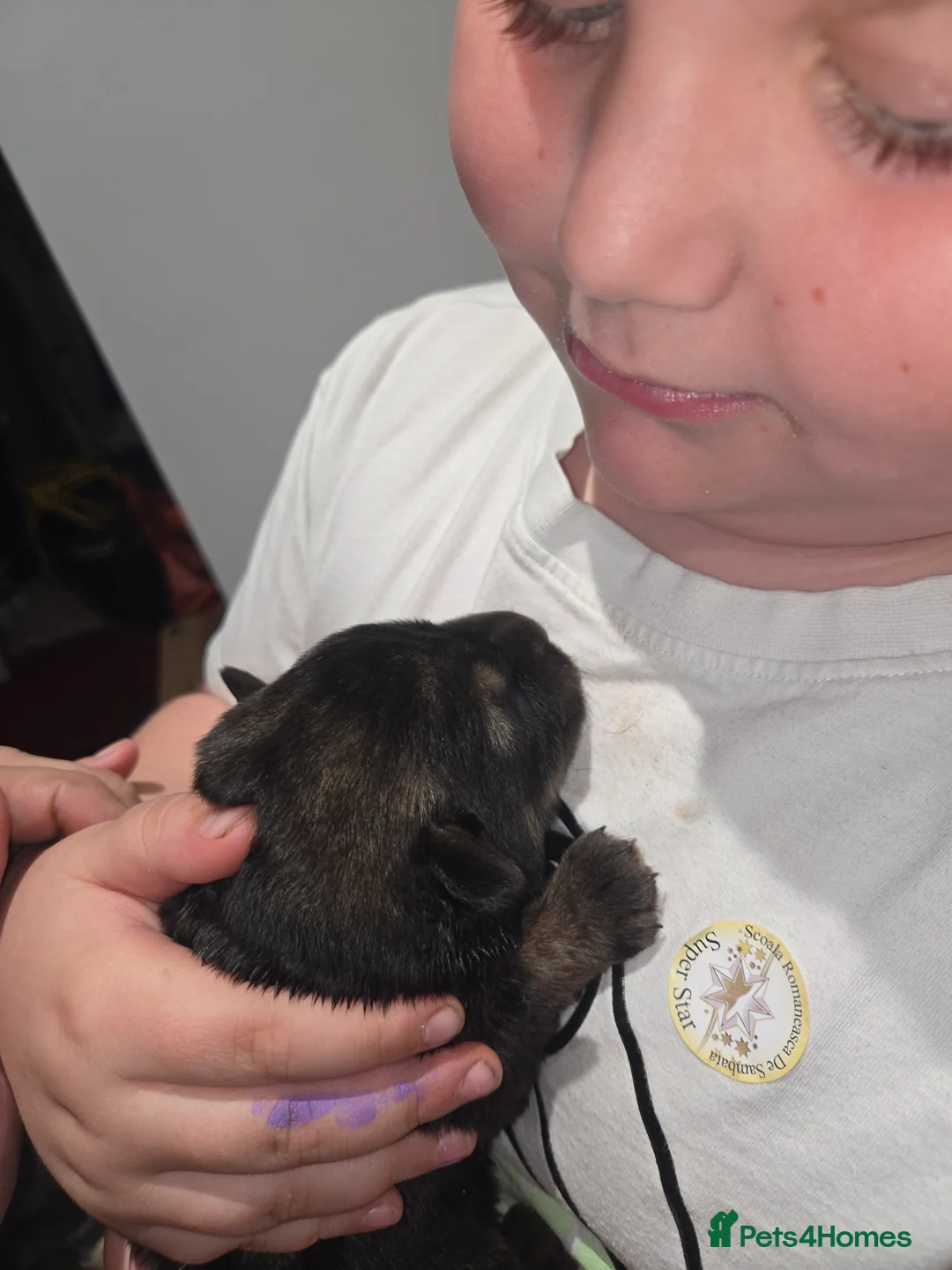 German Shepherd dogs for sale: TOP QUALITY KC REG GSD PUPS  - Advert 19