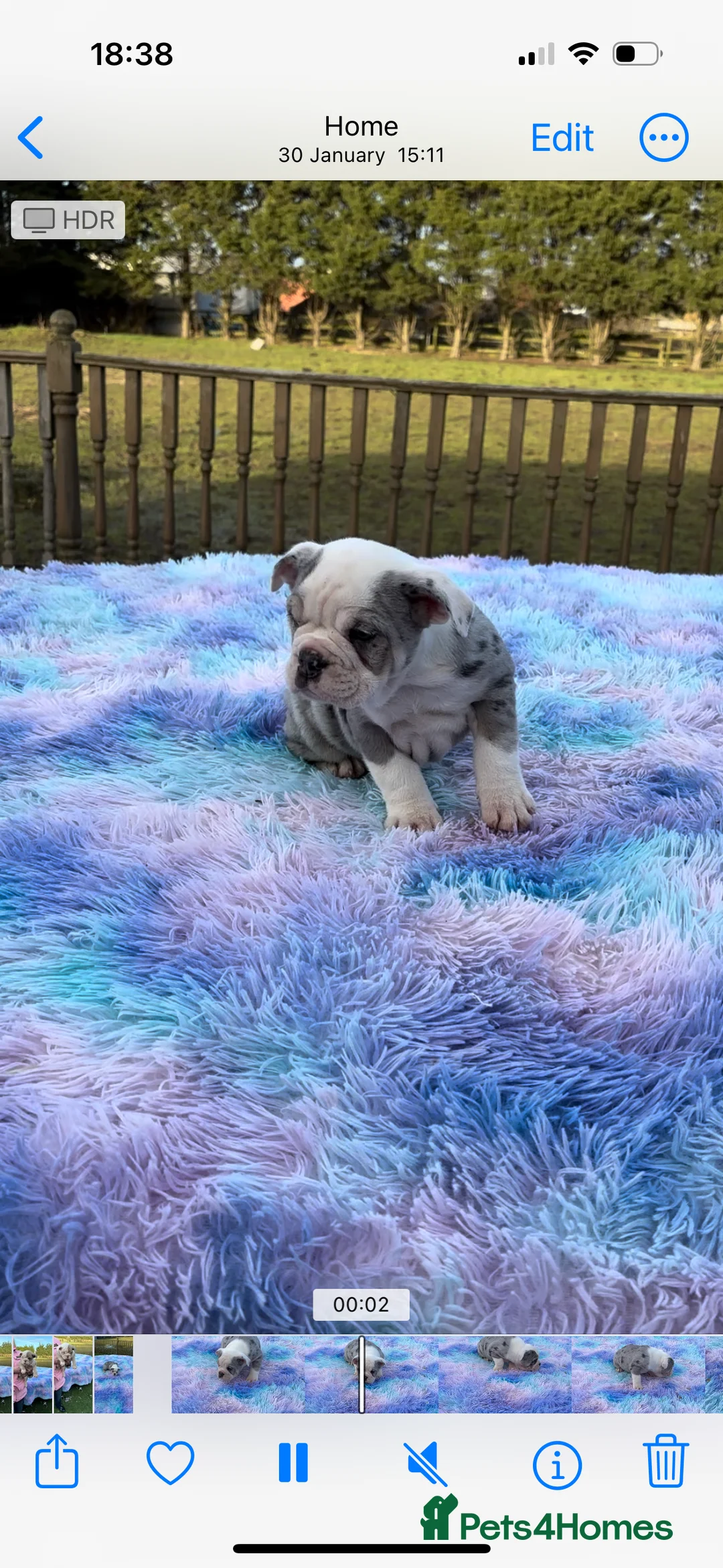 English Bulldog dogs for sale: English bulldog girl  - Advert 4