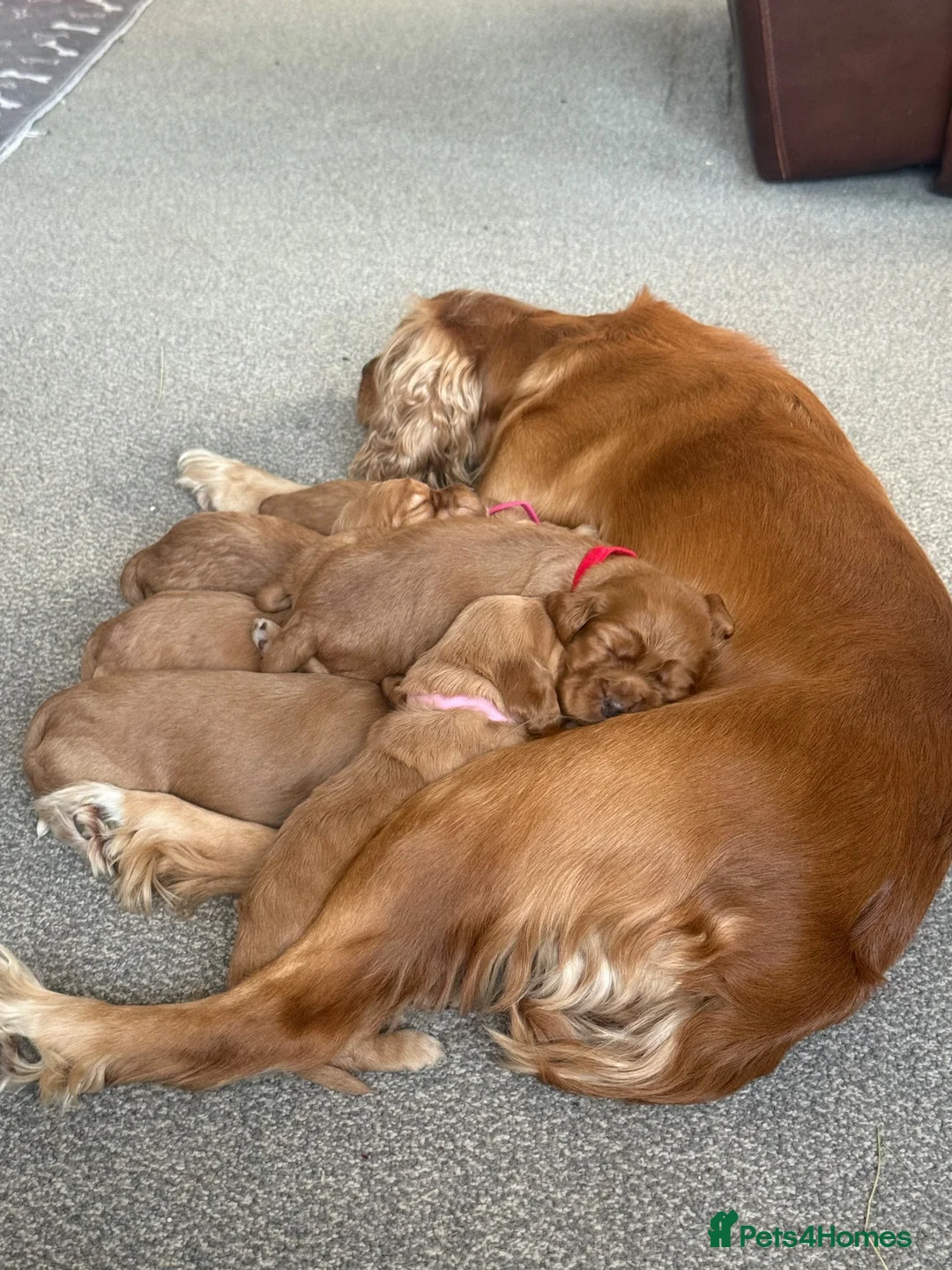 Cocker Spaniel dogs for sale: Working Cocker Spaniels - Advert 1