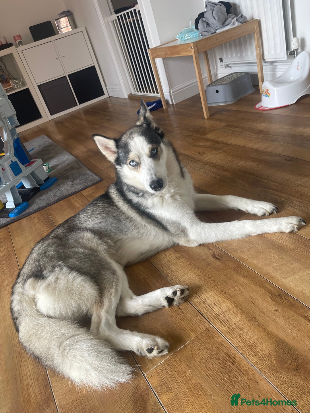 Siberian Husky dogs for sale: 4 year old Siberian  husky  - Advert 9