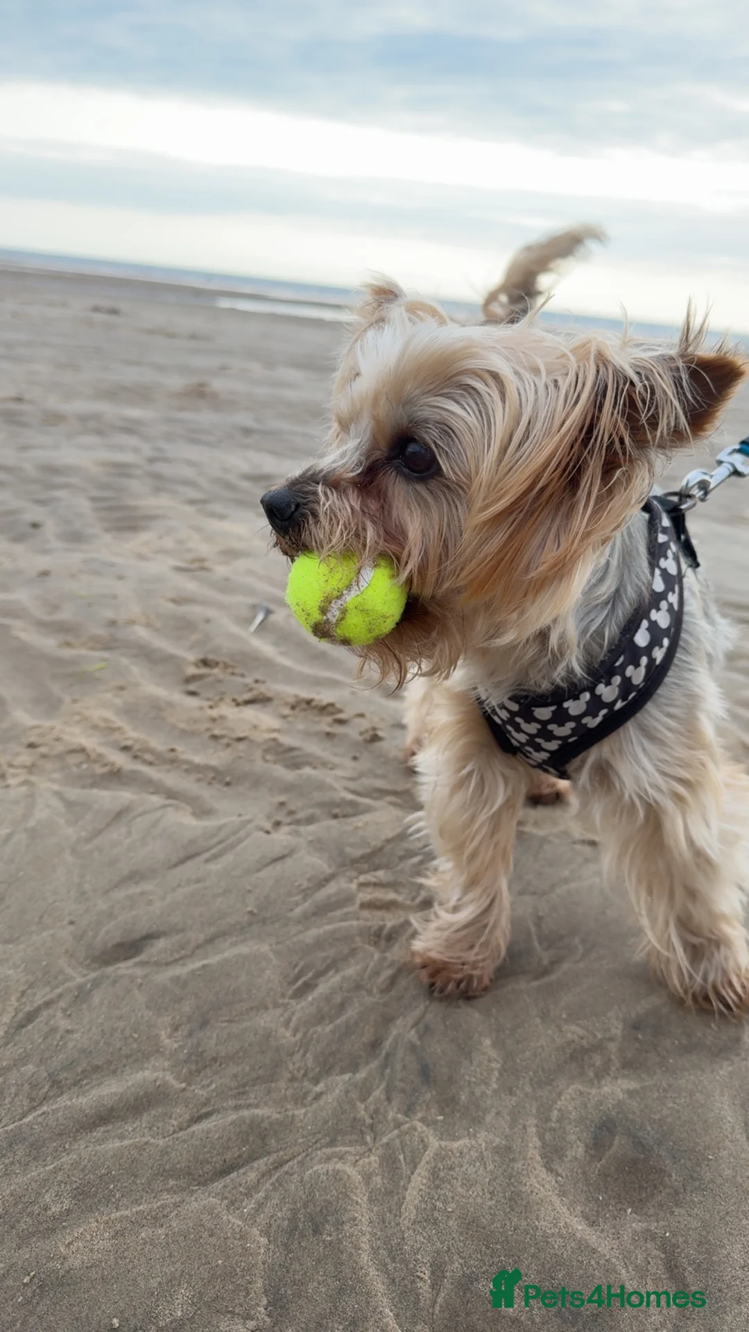 Yorkshire Terrier dogs for stud: 5.1 kg Yorkshire Terrier Stud - Advert 6