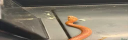 Corn Snake reptiles for sale: Male Corn Snake Years Old  in Ashtead - Advert 6