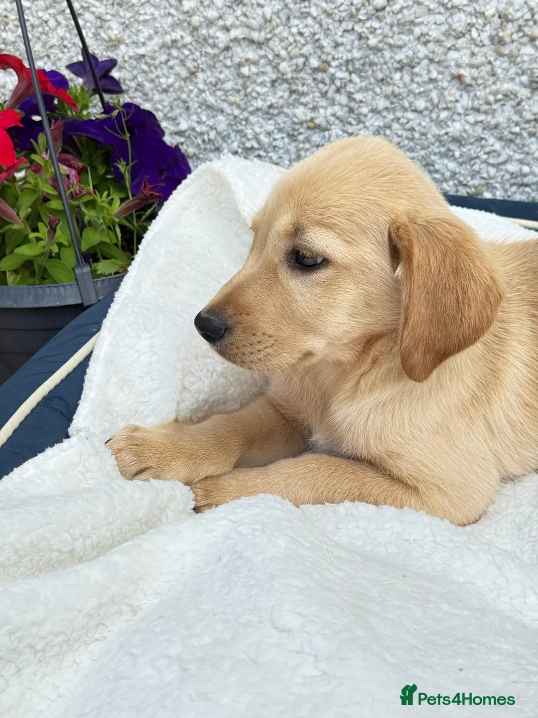 Labrador Retriever dogs for sale: Labrador retriever  - Advert 2