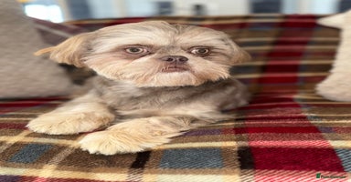 Shih Tzu dogs - Advert 4