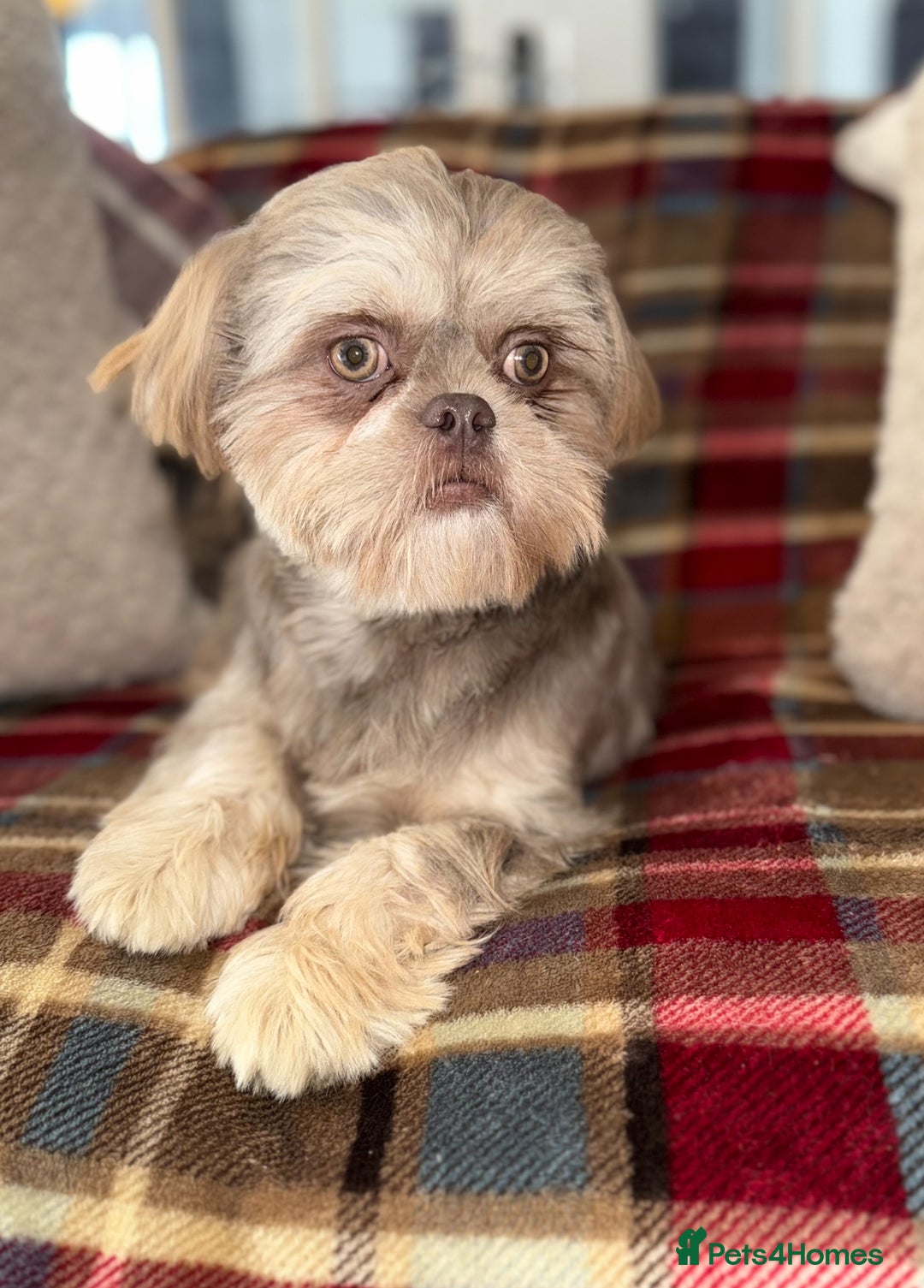 Shih Tzu dogs for sale: 💙🩷Two stunning KC registered Shih Tzus💙🩷 - Image 2