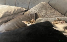 Mixed Breed cats for sale: 4 beautiful kitten - Image 2