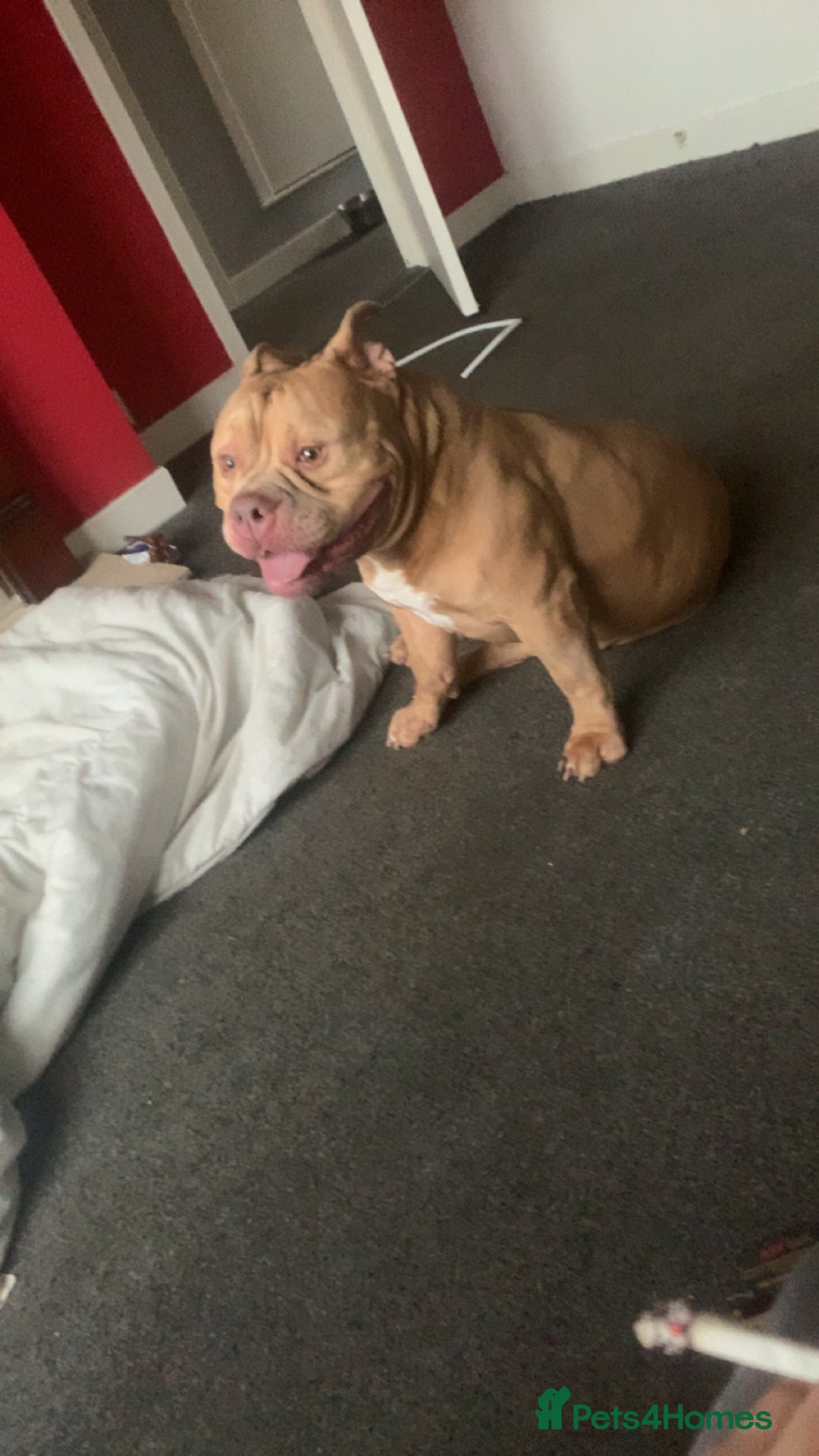 American Bully dogs for sale: American exotic pocket bully  - Advert 4