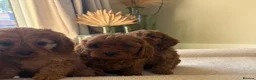 Cavapoo dogs for sale: DNA tested Dark red F1 cavapoo pups  - Advert 32