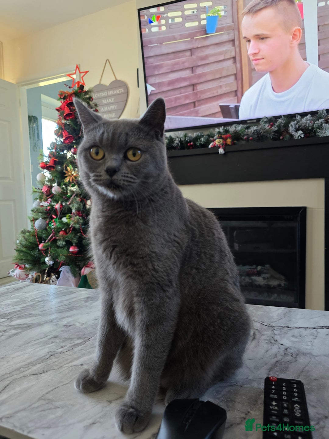Scottish Fold cats for sale: Scotish fold ears kittens  - Advert 7