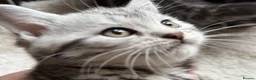 British Shorthair cats for sale: GCCF Rare Show Quality BSH Silver Tabby Kittens  - Advert 24