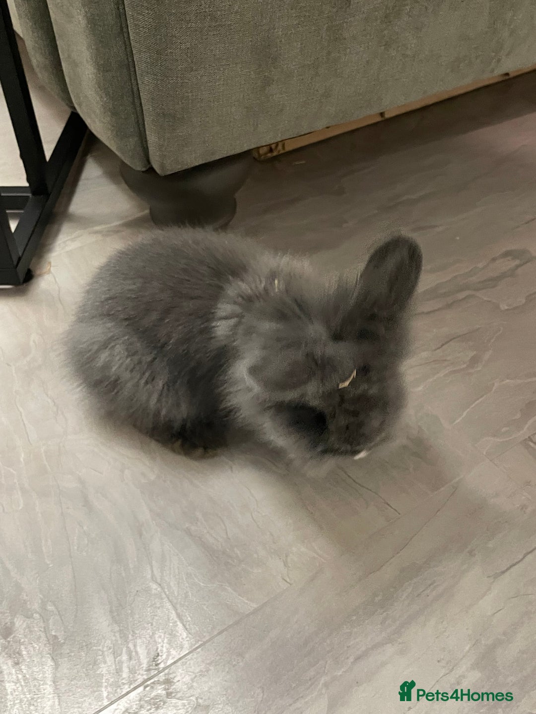Lionhead rabbits for sale: 8 weeks old, 3 male lionhead bunnies - Advert 5