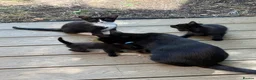 Mixed Breed cats for sale: Kittens Manchester - Advert 11