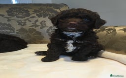 Cockapoo dogs for sale: Beautiful Cockapoo Puppies  - Image 6