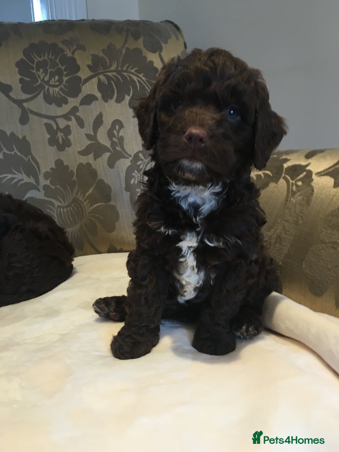 Cockapoo dogs for sale: Beautiful Cockapoo Puppies  - Image 6