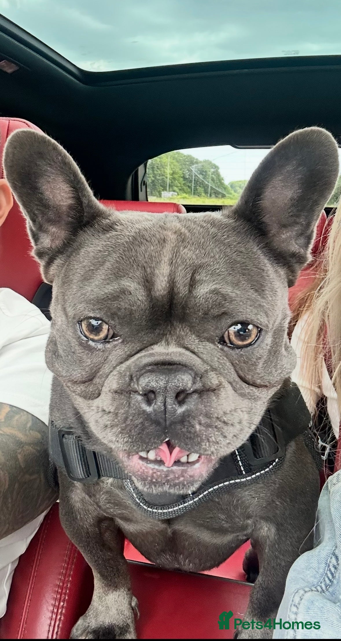 French Bulldog dogs French bulldog 3 years old - Advert 1