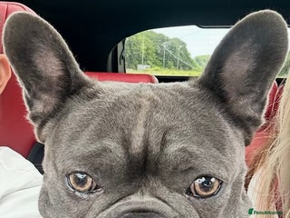 French Bulldog dogs French bulldog 3 years old - Advert 1