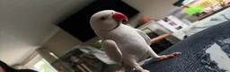 Ringnecks birds for sale: Albino Indian Ringneck  - Advert 4