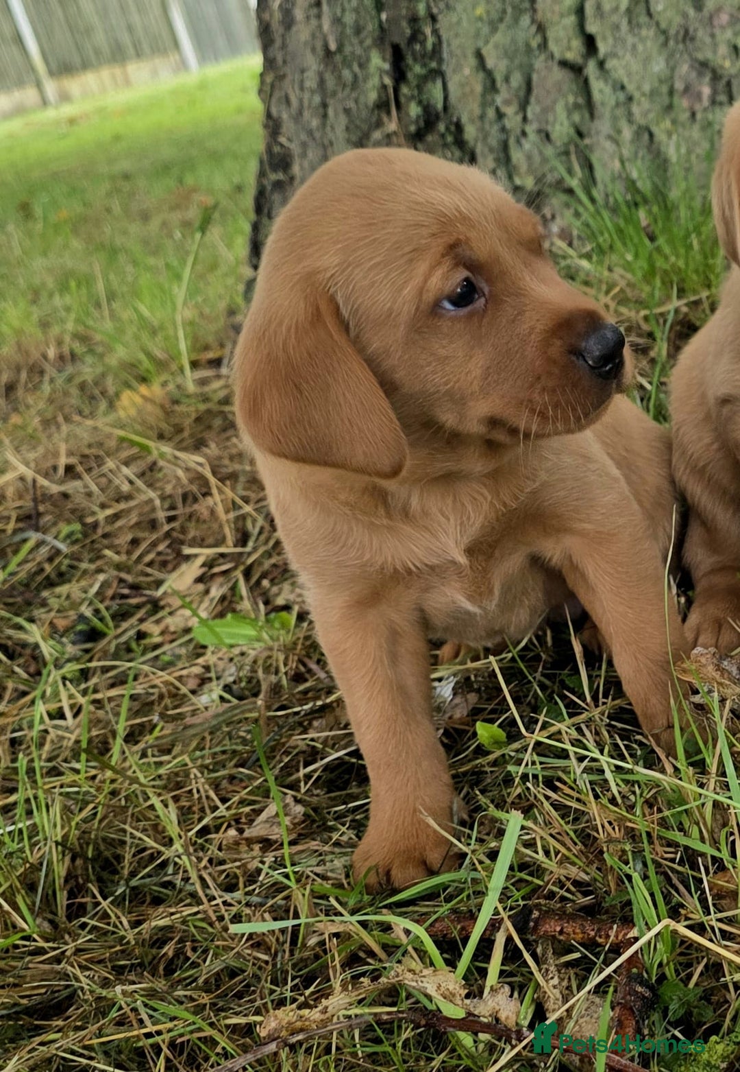 Labrador Retriever dogs for sale: Fox red labrador puppies - Image 25