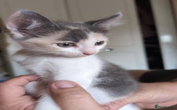Mixed Breed cats for sale: Beautiful mixed breed kittens ragdoll x sphinx elf - Image 8