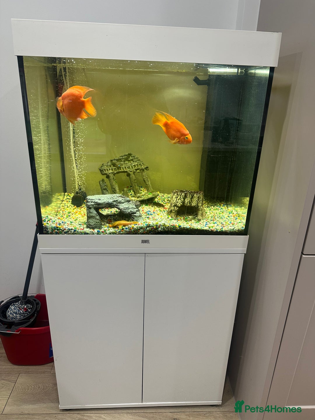Other/Mixed Breed fish for sale: Jewel lido 200 fish tank and 7 fish - Advert 1
