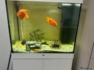 Other/Mixed Breed fish Jewel lido 200 fish tank and 7 fish - Advert 7