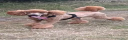 Standard Poodle dogs for sale: Standard poodle  in Birmingham - Advert 3