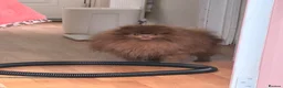 Pomeranian dogs for sale: Chocolate lilac Pomeranian male in Sheffield - Advert 4