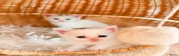 Turkish Angora cats for sale: Four Adorable Kittens!  - Advert 15