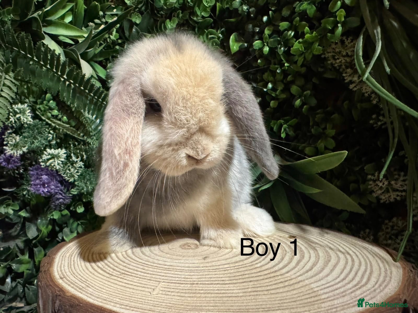 Mini Lop rabbits for sale: Ready To Go, Mini Lop Boys🐰✨ - Advert 1