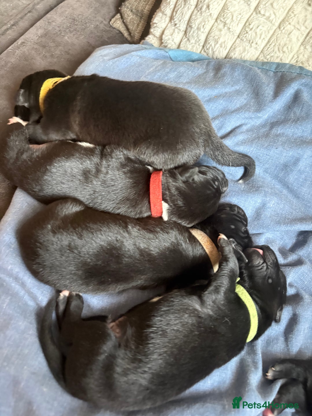 Mixed Breed dogs for sale: Females pups, rehoming ASAP - Image 10