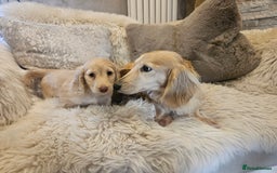 Miniature Dachshund dogs for sale: Longhairedd miniature dachshunds  - Image 4