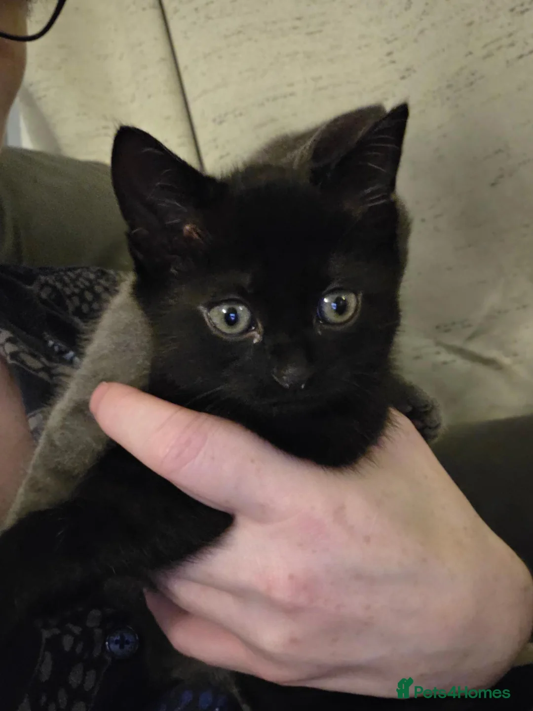 Mixed Breed cats for sale: Bengal cross bread female kitten in Stalybridge - Advert 1