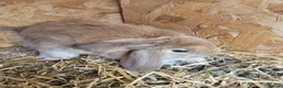 Mixed Breed rabbits for sale: Baby lion lops - Advert 6