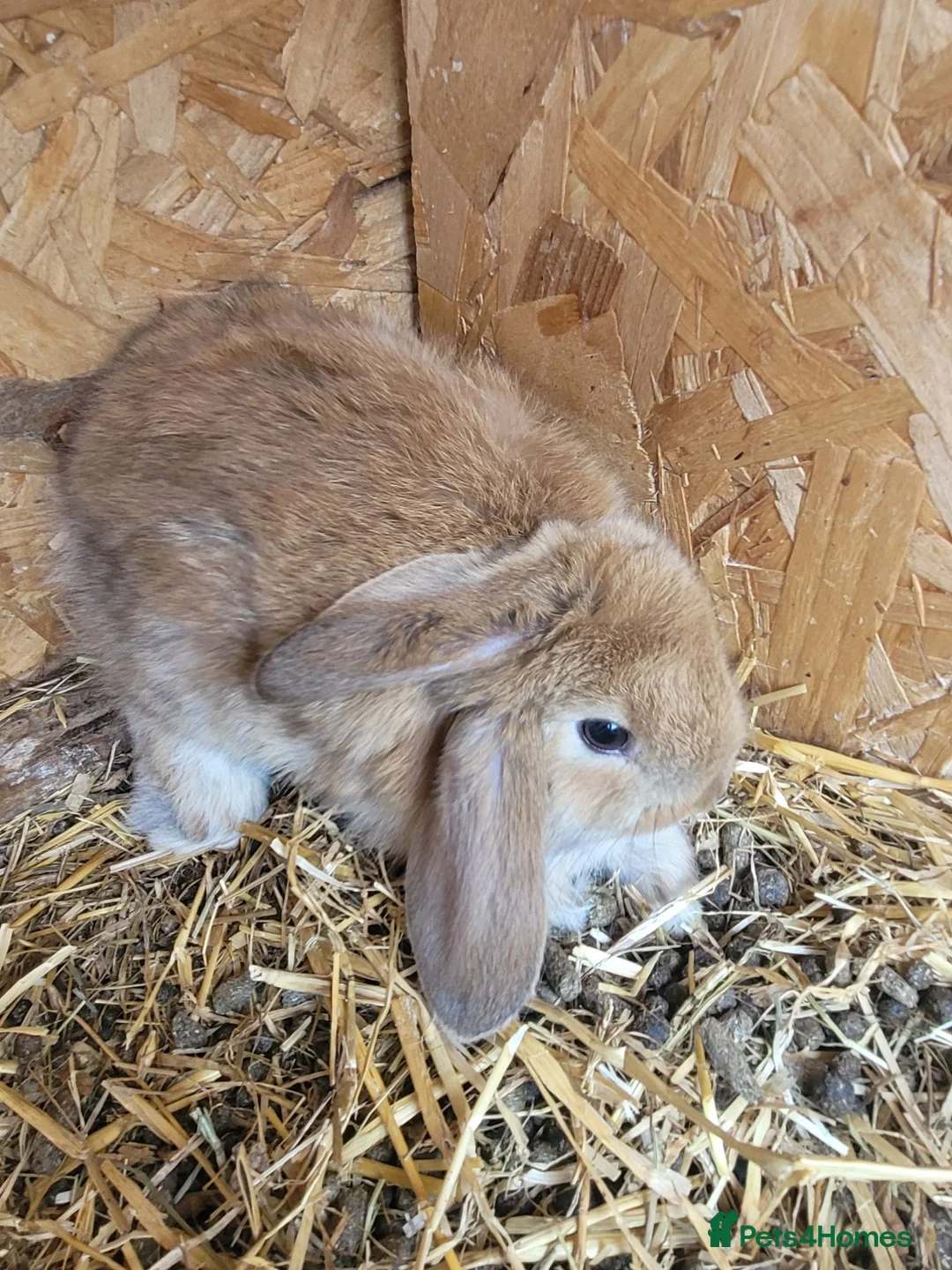 Mixed Breed rabbits for sale: Baby lion lops - Advert 6