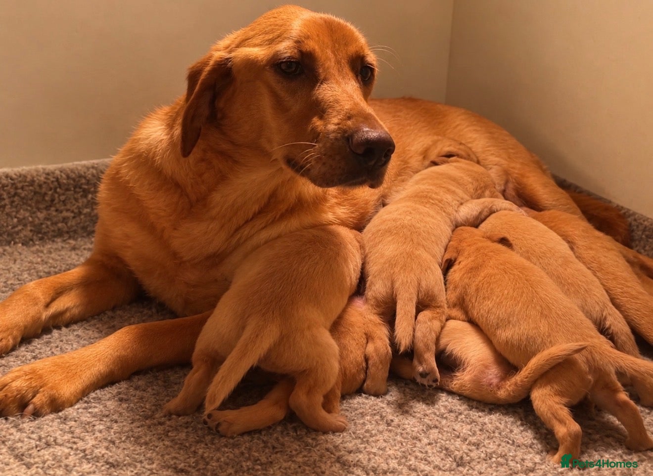 Cockerdor dogs Beautiful Red & Golden Cockerdor Puppys - Advert 2