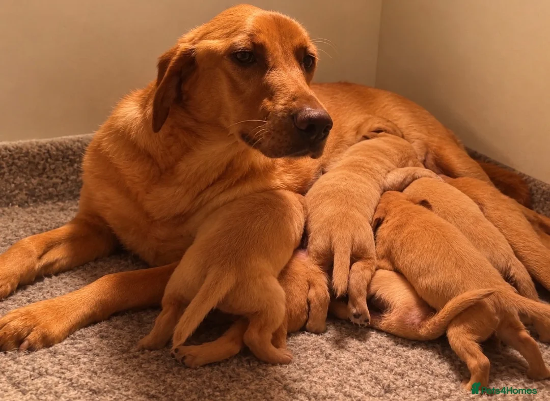 Cockerdor dogs for sale: Beautiful Red & Golden Cockerdor Puppys in Sleaford - Advert 2