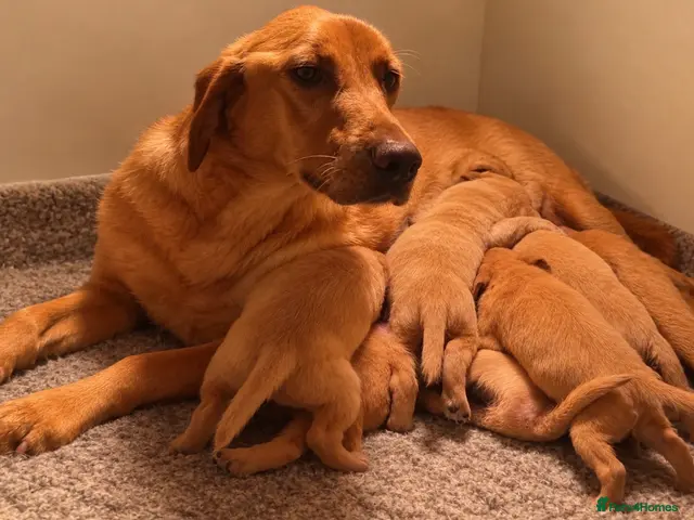 Cockerdor dogs Beautiful Red & Golden Cockerdor Puppys - Advert 2