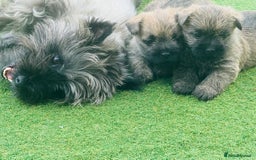 Cairn Terrier dogs for sale: Quality Cairn male pup available 8th August - Image 7