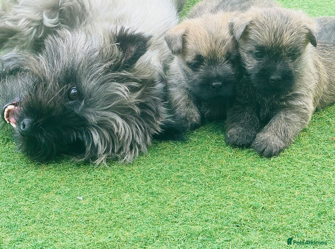 Cairn Terrier dogs for sale: Quality Cairn male pup available 8th August - Image 7