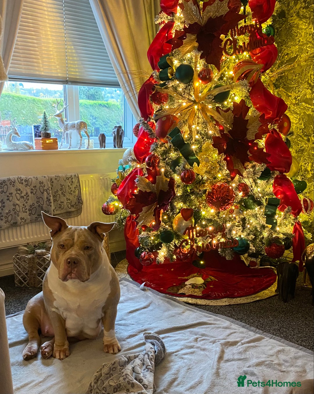 American Bully dogs for sale: American bully  - Advert 15