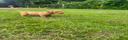 Springador dogs for sale: Springadore puppies for sale  in Thetford - Advert 19