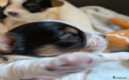 Biewer Terrier dogs for sale: Adorable Purebred Biewers  - Image 19