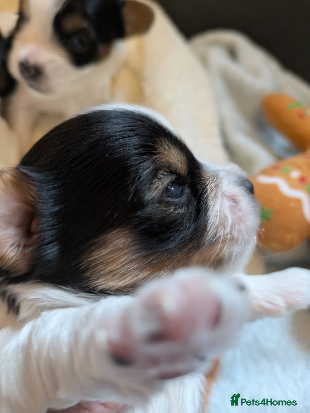 Biewer Terrier dogs for sale: Adorable Purebred Biewers  - Image 19