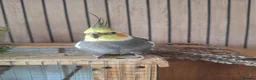 Cockatiels birds for sale: Pair of cockatiels in Daventry - Advert 3