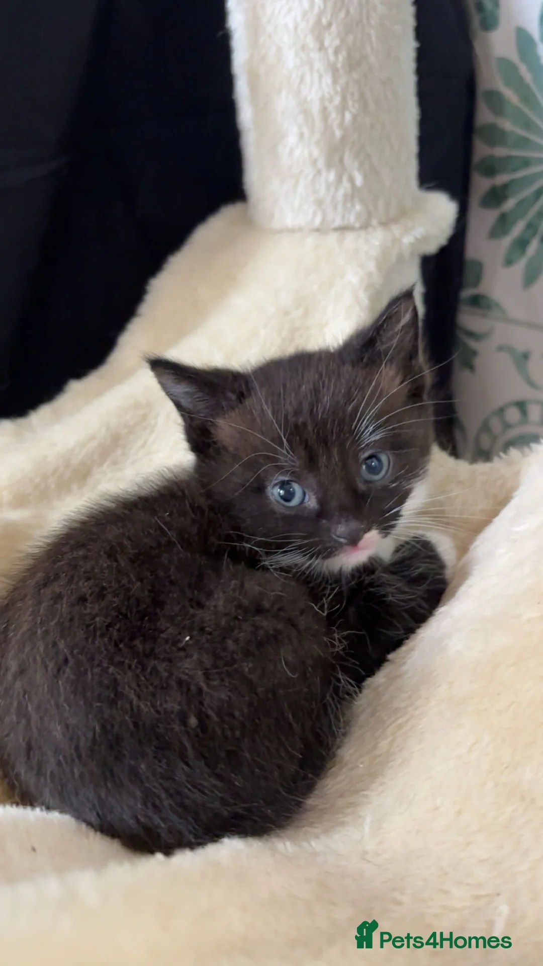 Mixed Breed cats for sale: Two boys available - Advert 8