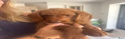 Labradoodle dogs for sale: Stunning red Labradoodle lovely temperament - Advert 33