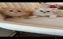 Persian cats for sale: Adorable Persian Kittens  - Image 10